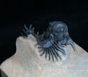 Rare Lobopyge Trilobite - Killer Preparation #4644-6